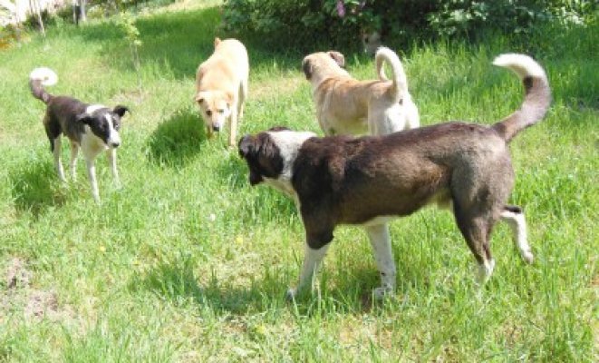 Primii câini eutanasiaţi în România, de la adoptarea 